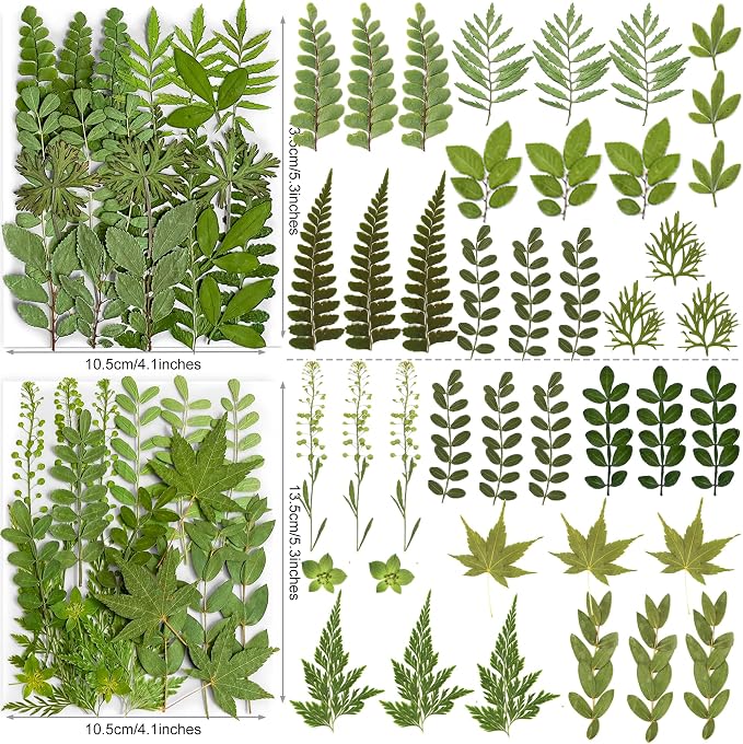 85PCS Real Green Dried Pressed Leaf Leaves, 28 Styles Greeny Mixed | 85PCS Real - Image 4