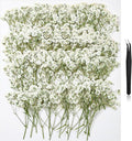 112Pcs Babys Breath Mini Dried Pressed Flowers by HLCYGJIN