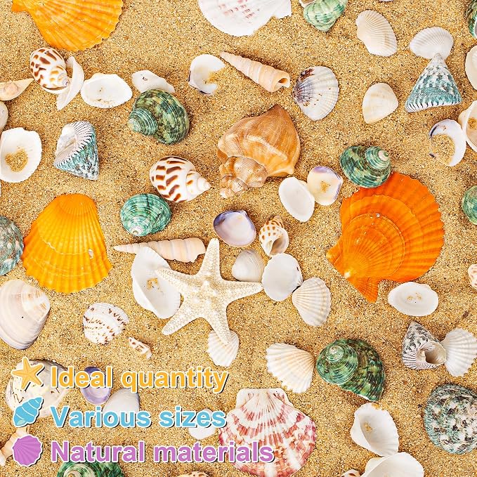 Natural Sea Shell Mixed Ocean Shells Set - Image 3