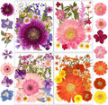 Dried Pressed Flowers, Resiners Dried Flowers by Resiners