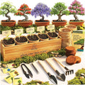 Planter's Choice Bonsai Tree Starter Kit by Planters%27+Choice