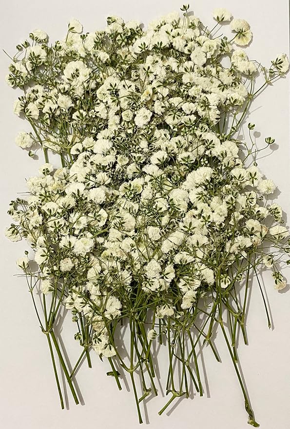 50 pcs White Baby's Breath Real Natural Dried Pressed Flowers - Image 3