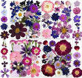150PCS Purple Dried Pressed Flowers by YouthBro