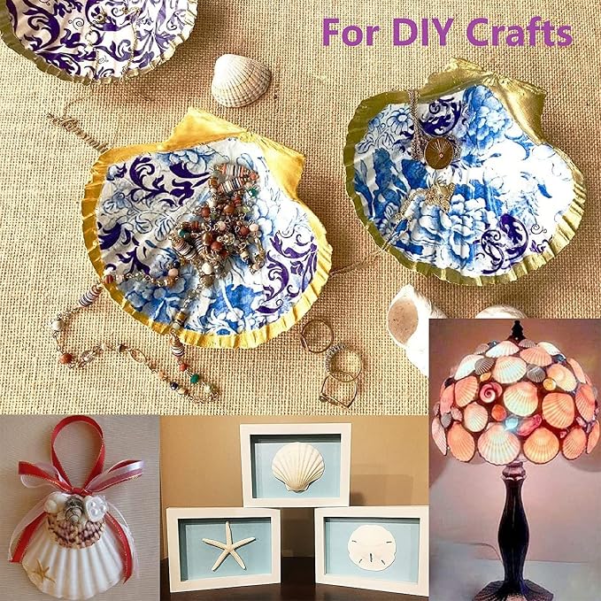QEQEKAKA 10PCS Large Scallop Shells - Image 5