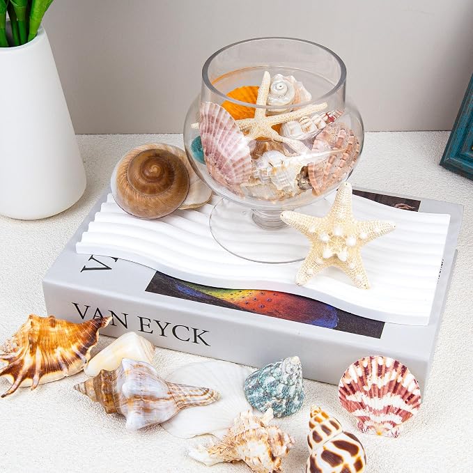 JQAQJU Sea Shells Mixed Beach Seashells 20 Kinds, 1.5"-5.5" Various Sizes Large - Image 8