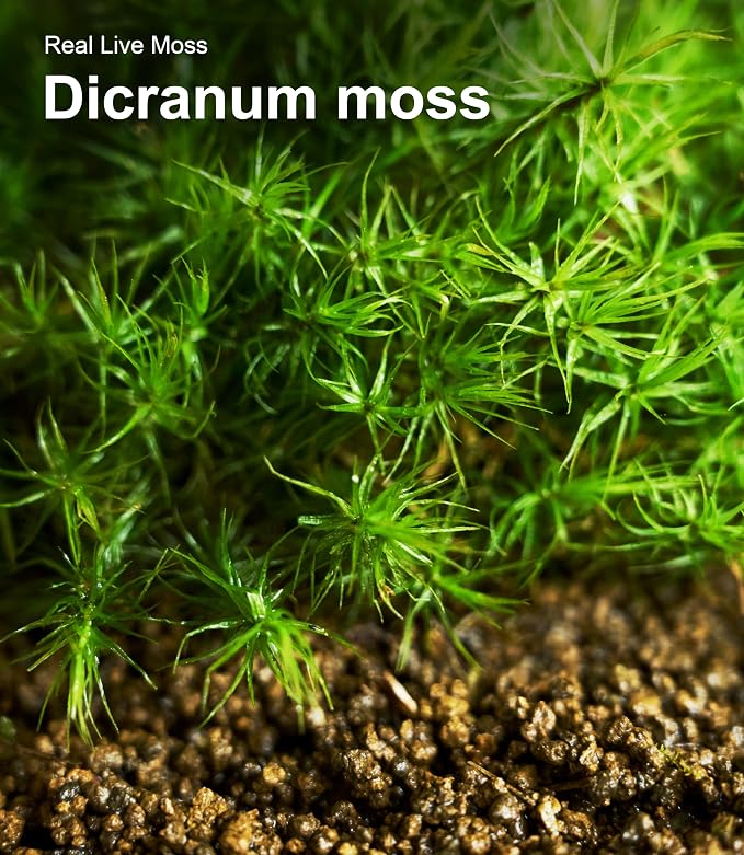 LuckyRunes Live Moss 4-Pack for Terrariums, Potted Plants & Floral Decor | - Image 9