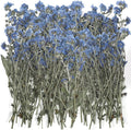 50 Pcs Natural Forget Me Not Pressed Dried Flowers Blue Don't Forget Me Dried by Roowest