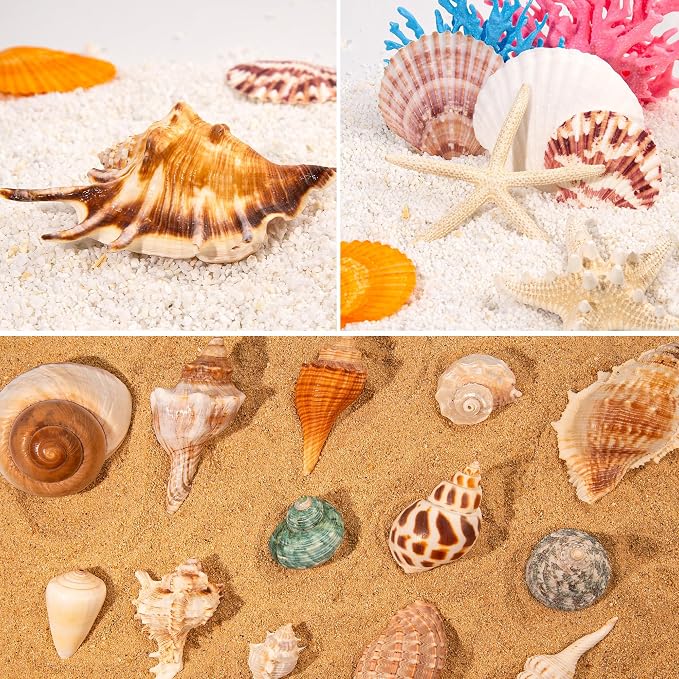 JQAQJU Sea Shells Mixed Beach Seashells 20 Kinds, 1.5"-5.5" Various Sizes Large - Image 6