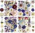 Purple Pressed Flowers 88Pcs Real Natural Dried by Unknown