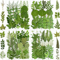 84Pcs Real Natural Dried Pressed Flowers & Green Leaves by Unknown
