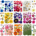 Bulk 410Pcs 11 Packs Mixed Real Natural Dried Pressed Flowers, Leaves & by Unknown
