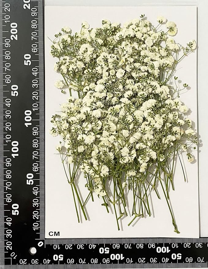 50 pcs White Baby's Breath Real Natural Dried Pressed Flowers - Image 2