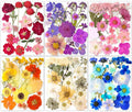 221PCS Real Nature Dried Pressed Flowers by YouthBro