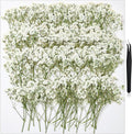 168Pcs Babys Breath Mini Dried Pressed Flowers by HLCYGJIN