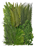 55 Pcs Green Leaves Ferns Dried Pressed Flowers by Unknown