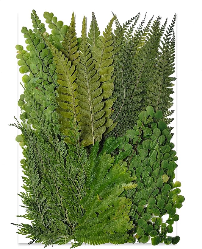 55 Pcs Green Leaves Ferns Dried Pressed Flowers by Unknown