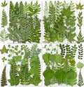 85PCS Real Green Dried Pressed Leaf Leaves, 28 Styles Greeny Mixed | 85PCS Real by YouthBro