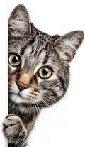 Moohue Stamped Cross Stitch Kits by Moohue