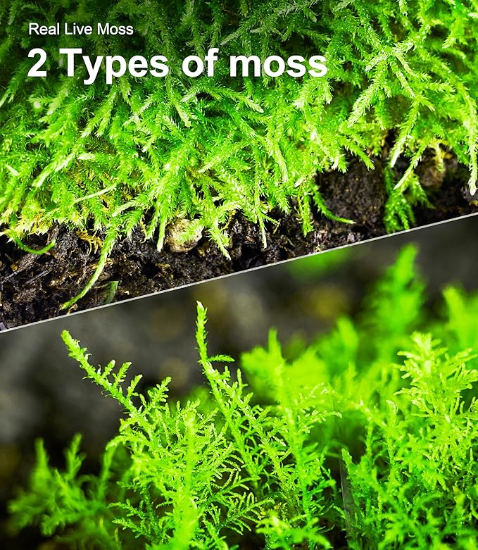 Live Moss Duo Pack 2 Types of Real Live Sheet/Sphagnum Moss - Image 5