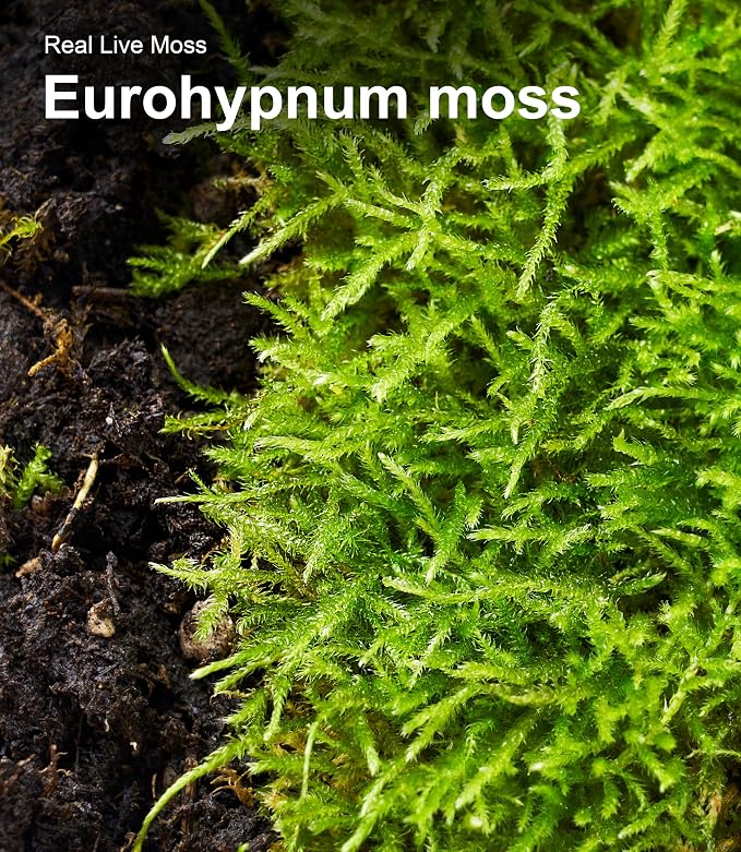 Live Moss Duo Pack 2 Types of Real Live Sheet/Sphagnum Moss - Image 9