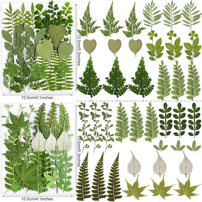 84Pcs Real Natural Dried Pressed Flowers & Green Leaves - Image 3