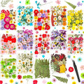 481 PCS Pressed Flowers for Crafts, Real Dried Pressed Flowers Nature Dry by Cruzix