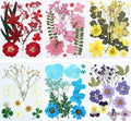 eBoot 72 Pcs Dried Pressed Flowers by eBoot