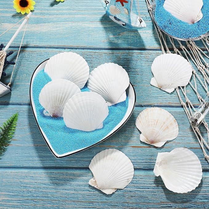 GlikCeil 50 Pcs Sea Shell for Crafting Natural Large Scallop White Oyster - Image 3