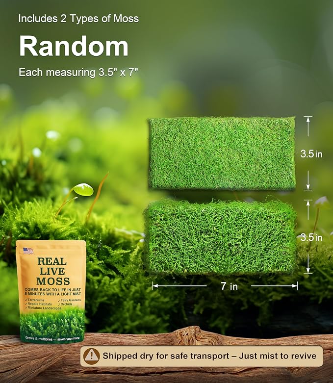 Live Moss Duo Pack 2 Types of Real Live Sheet/Sphagnum Moss - Image 2