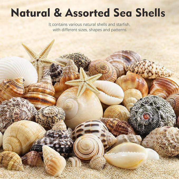 Small Sea Shells 1200Pcs Tiny Seashells Mixed Size Ocean Beach Starfish - Image 3