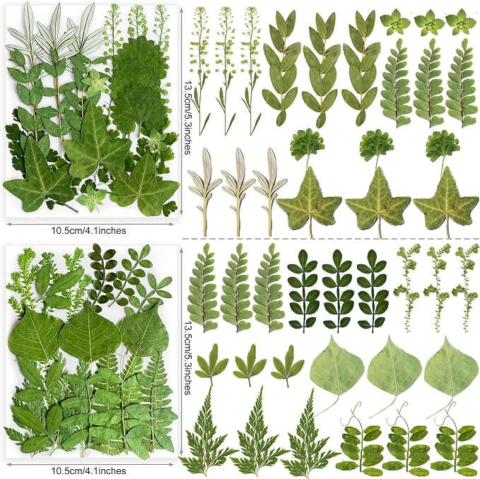 84Pcs Real Natural Dried Pressed Flowers & Green Leaves - Image 4