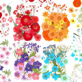 100 Pieces Dried Pressed Flowers by Cindeer