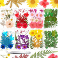 Nuanchu 109 Pieces Dried Pressed Flowers by Nuanchu