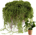 USMOLA Fake Moss for Potted Plants Indoor, 7OZ Green Moss for Crafts by USMOLA