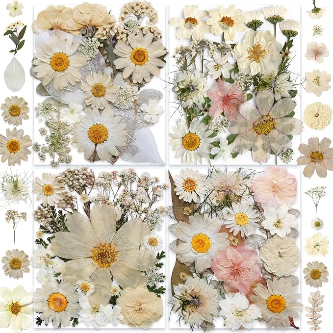 140PCS White Dried Pressed Flowers by YouthBro