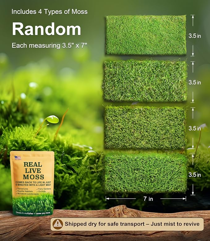 LuckyRunes Live Moss 4-Pack for Terrariums, Potted Plants & Floral Decor | - Image 2