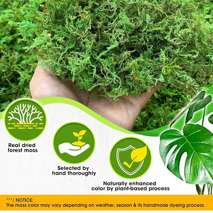 DUSPRO Green Forest Moss for Crafts, Real Dried Decorative Moss, 10 oz | Indoor - Image 2