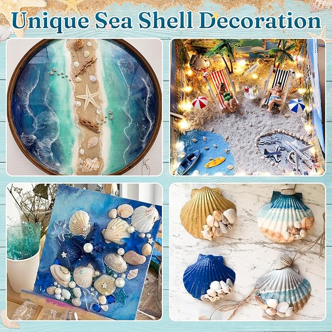 Zefy 23 Types Small Sea Shells for Crafts, Mini Shells for Vase Filler Beach - Image 4