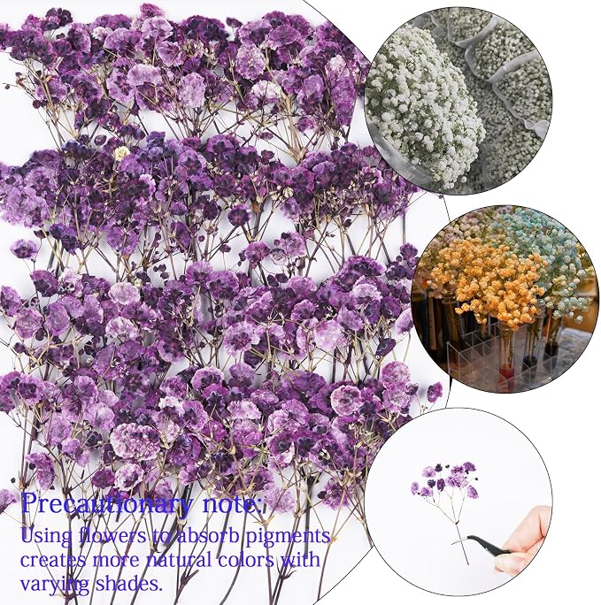 50Pcs Babys Breath Dried Pressed Flowers - Image 4