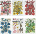 Woohome 126PCS Real Pressed Flowers, Dried Pressed Flowers Colorful Real by Woohome